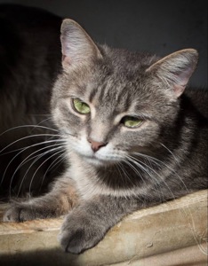 Ніжна і лагідна кішечка в добрі руки!