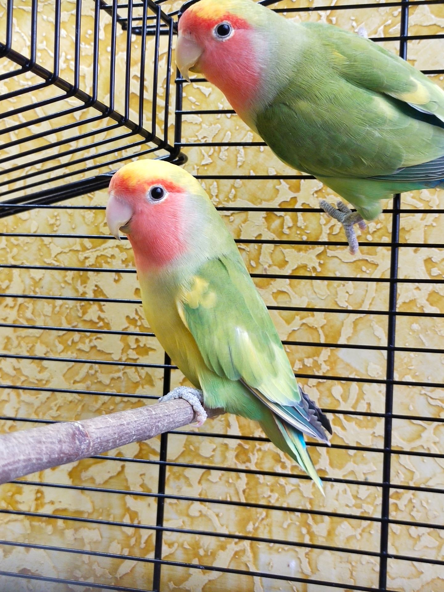 Розовощекие