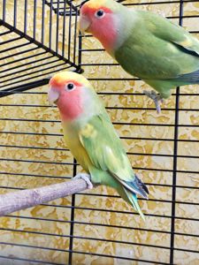 Розовощекие