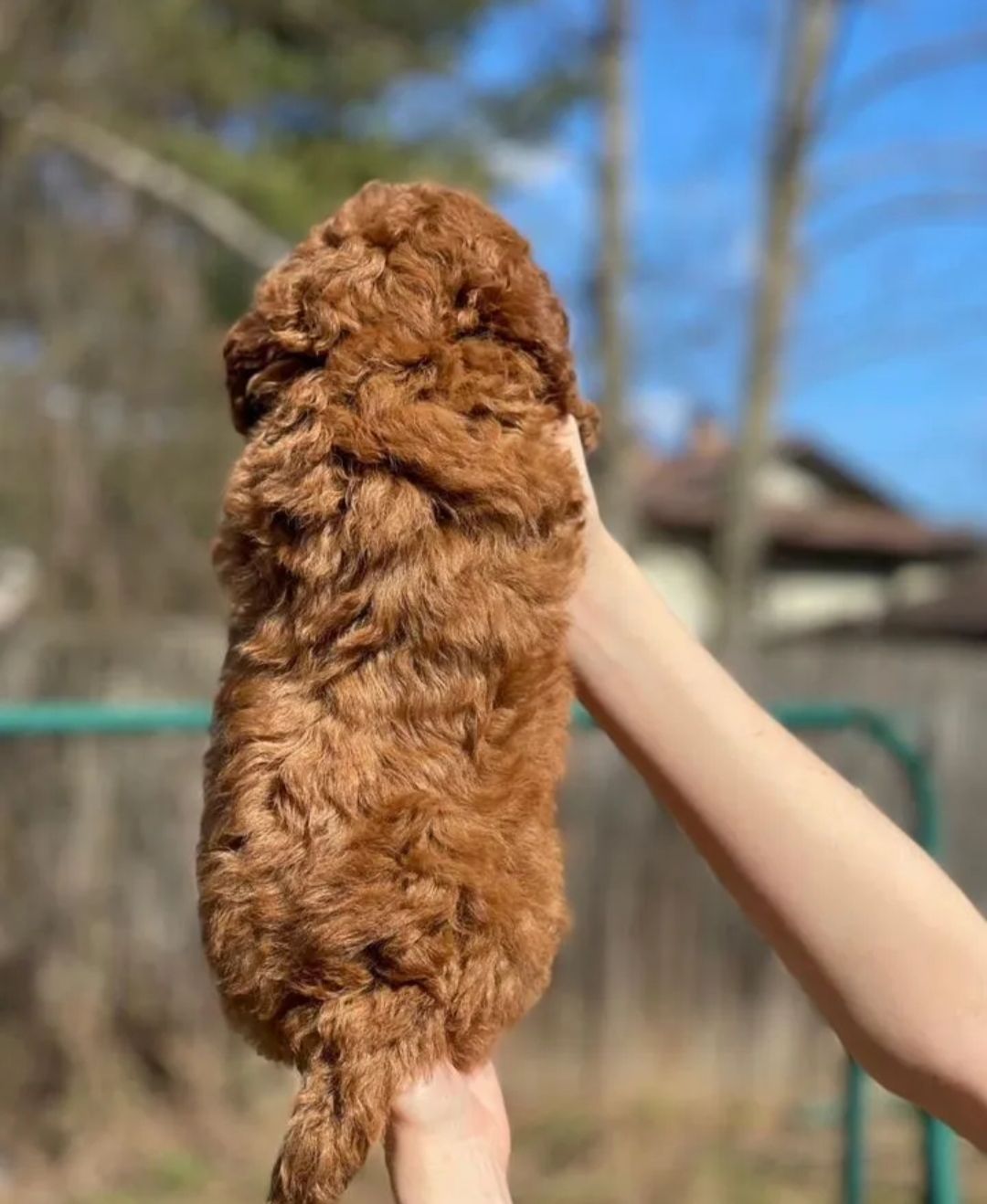 Найкрасивіші пуделі