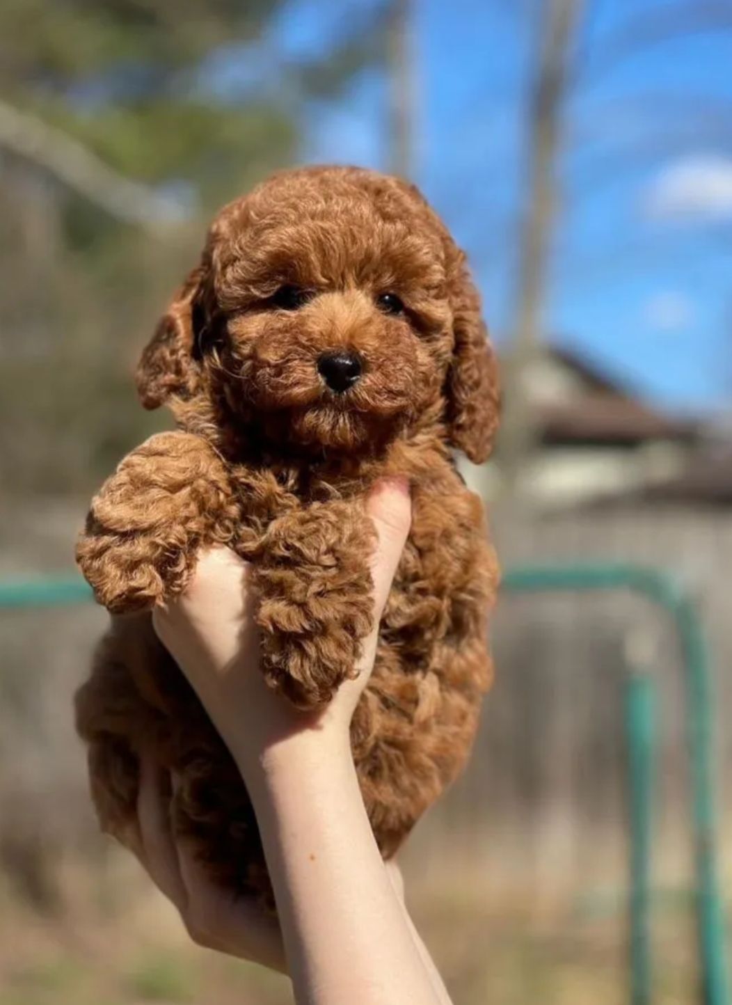 Найкрасивіші пуделі