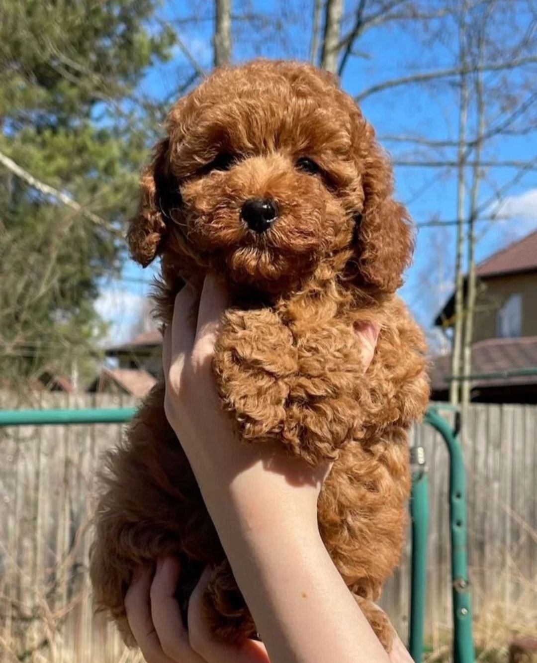 Найкрасивіші пуделі