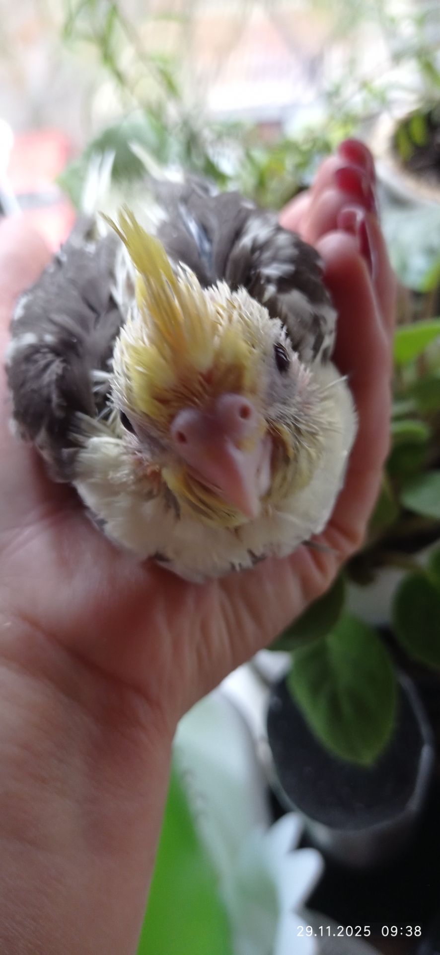 Корела ручний малюк на ім'я Патрік