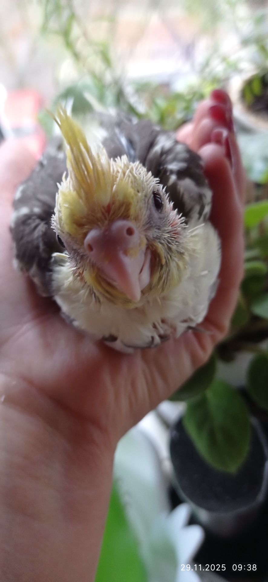 Корела ручний малюк на ім'я Патрік