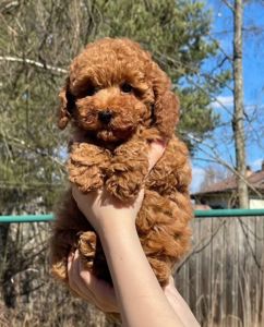 Найкрасивіші пуделі