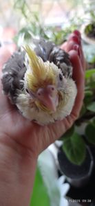 Корела ручний малюк на ім'я Патрік