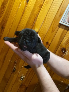 Цуценята Кане корсо