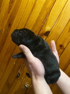 Цуценята Кане корсо