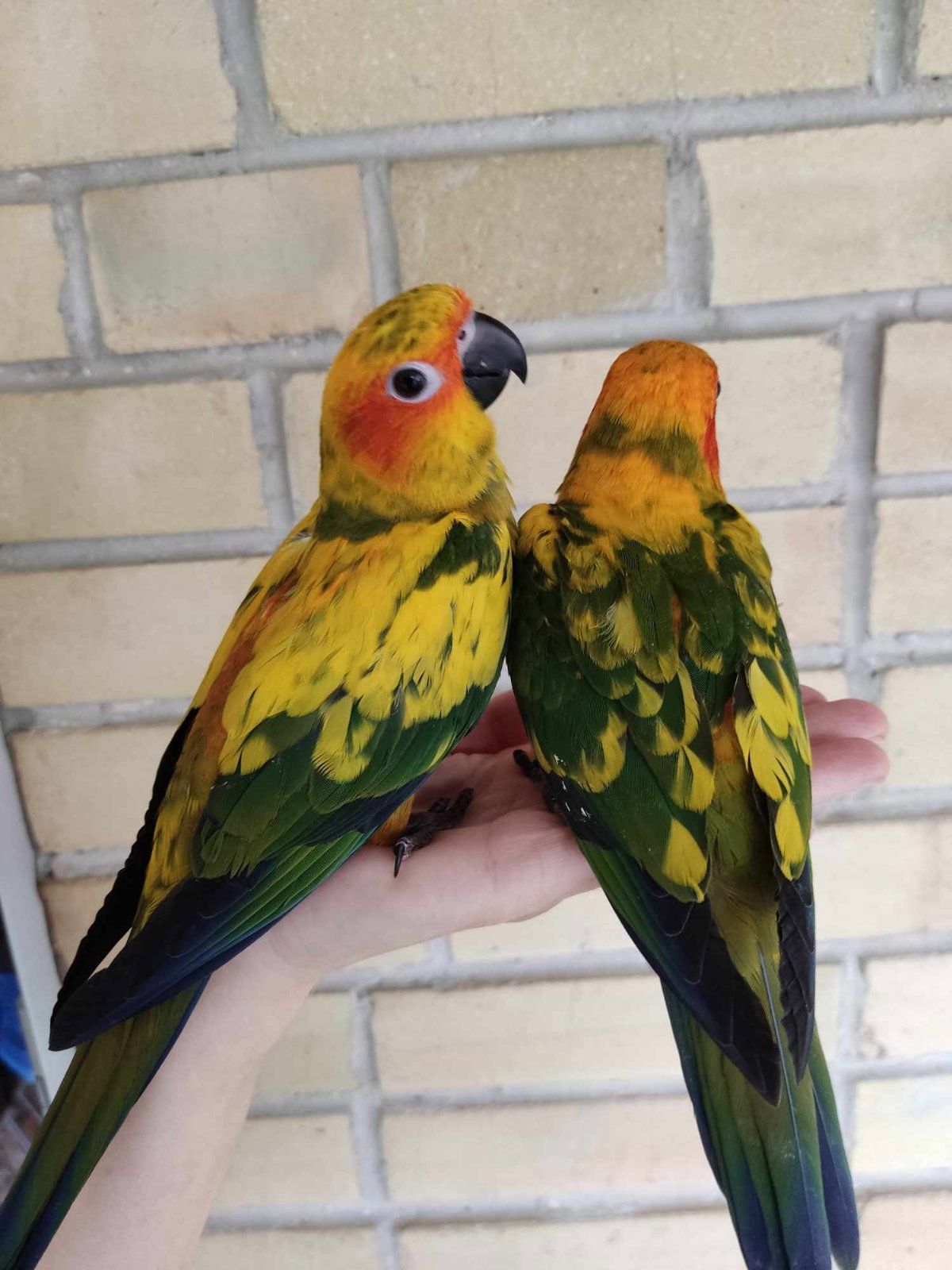 Самый яркий ручной попугай аратинга солнечный - ара в миниатюре