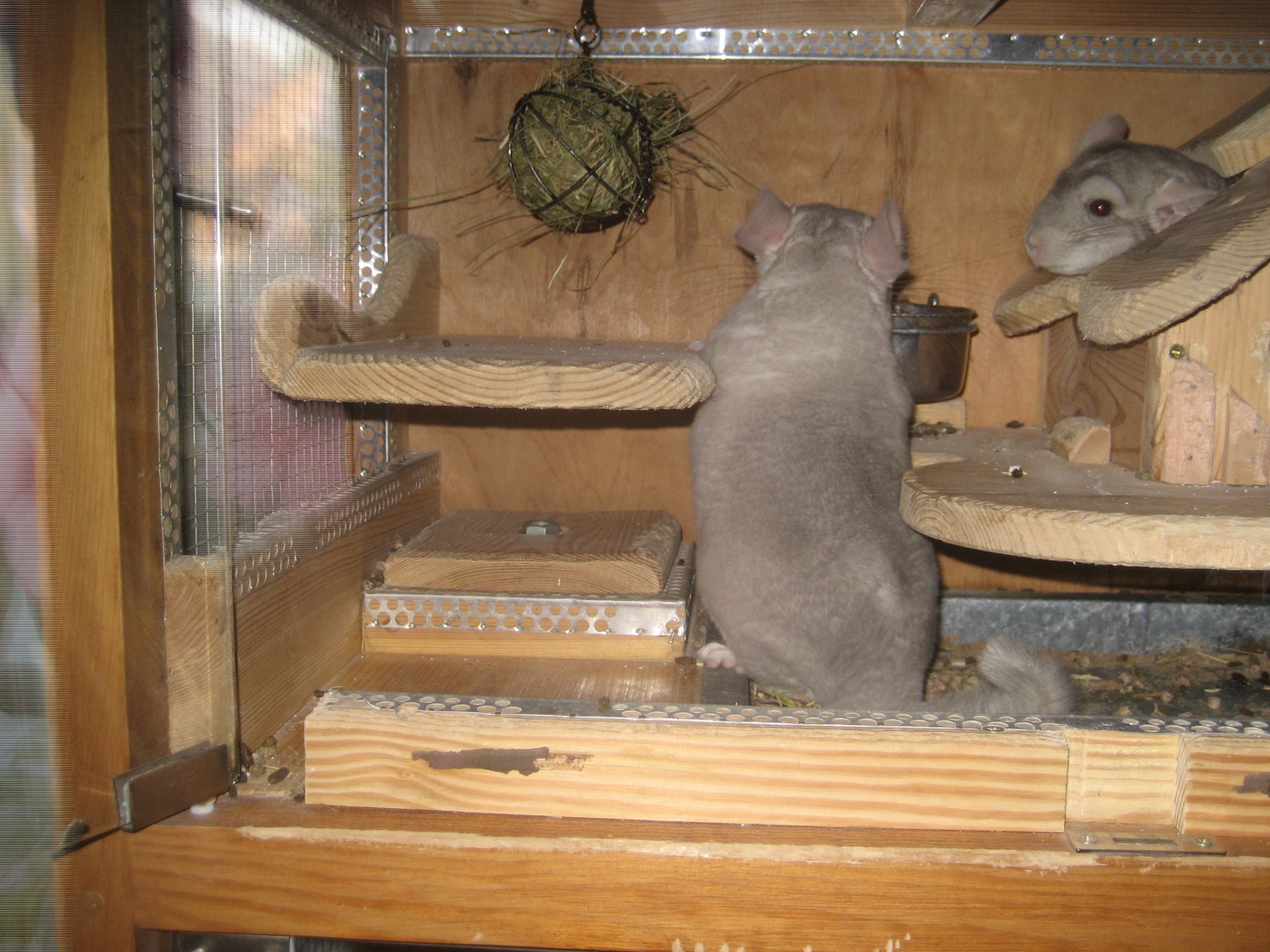 Бежевий фіолет хлопчик шиншила