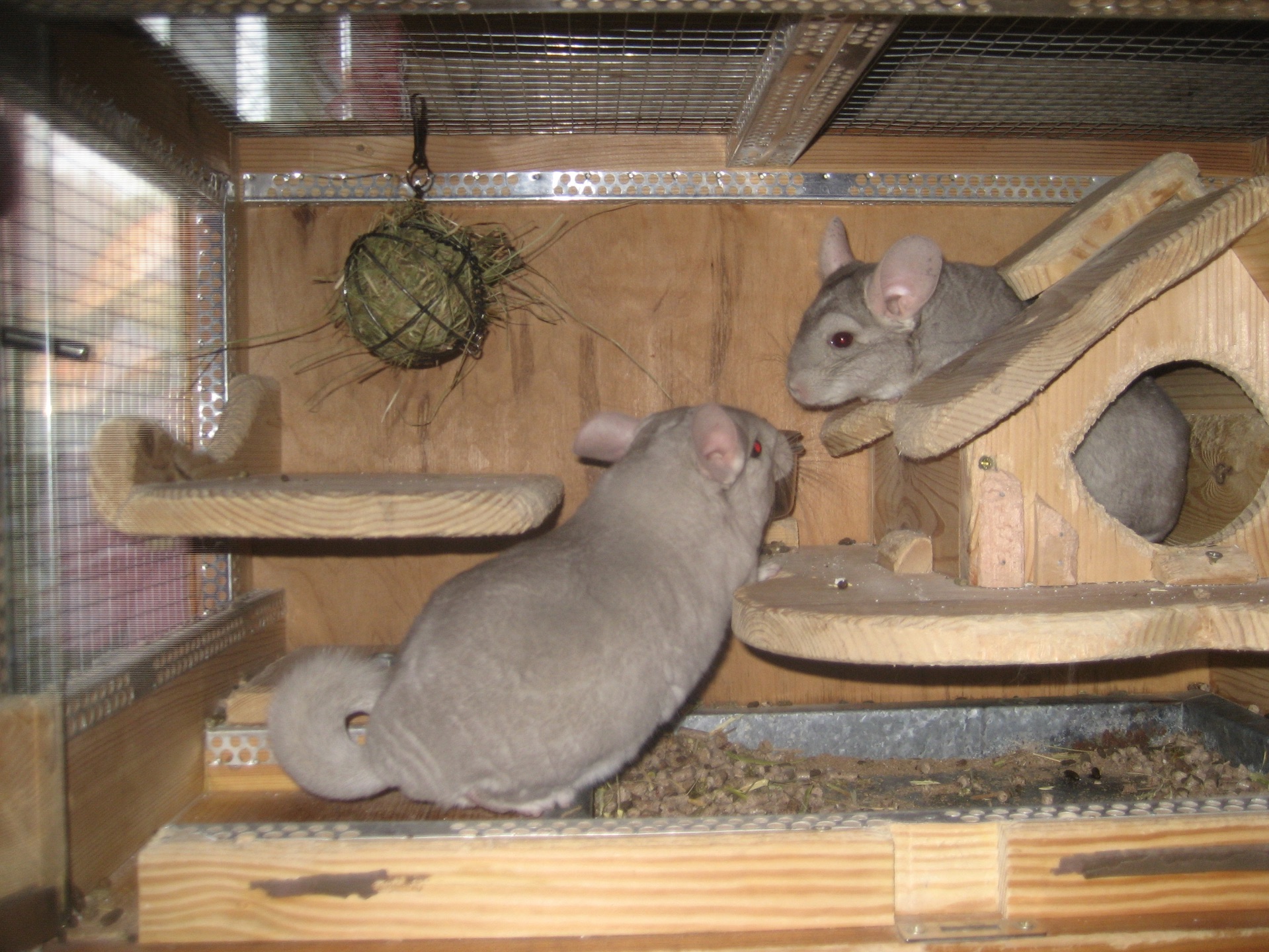 Бежевий фіолет хлопчик шиншила