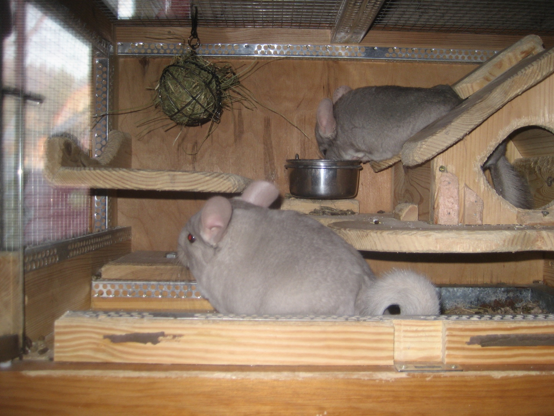 Бежевий фіолет хлопчик шиншила