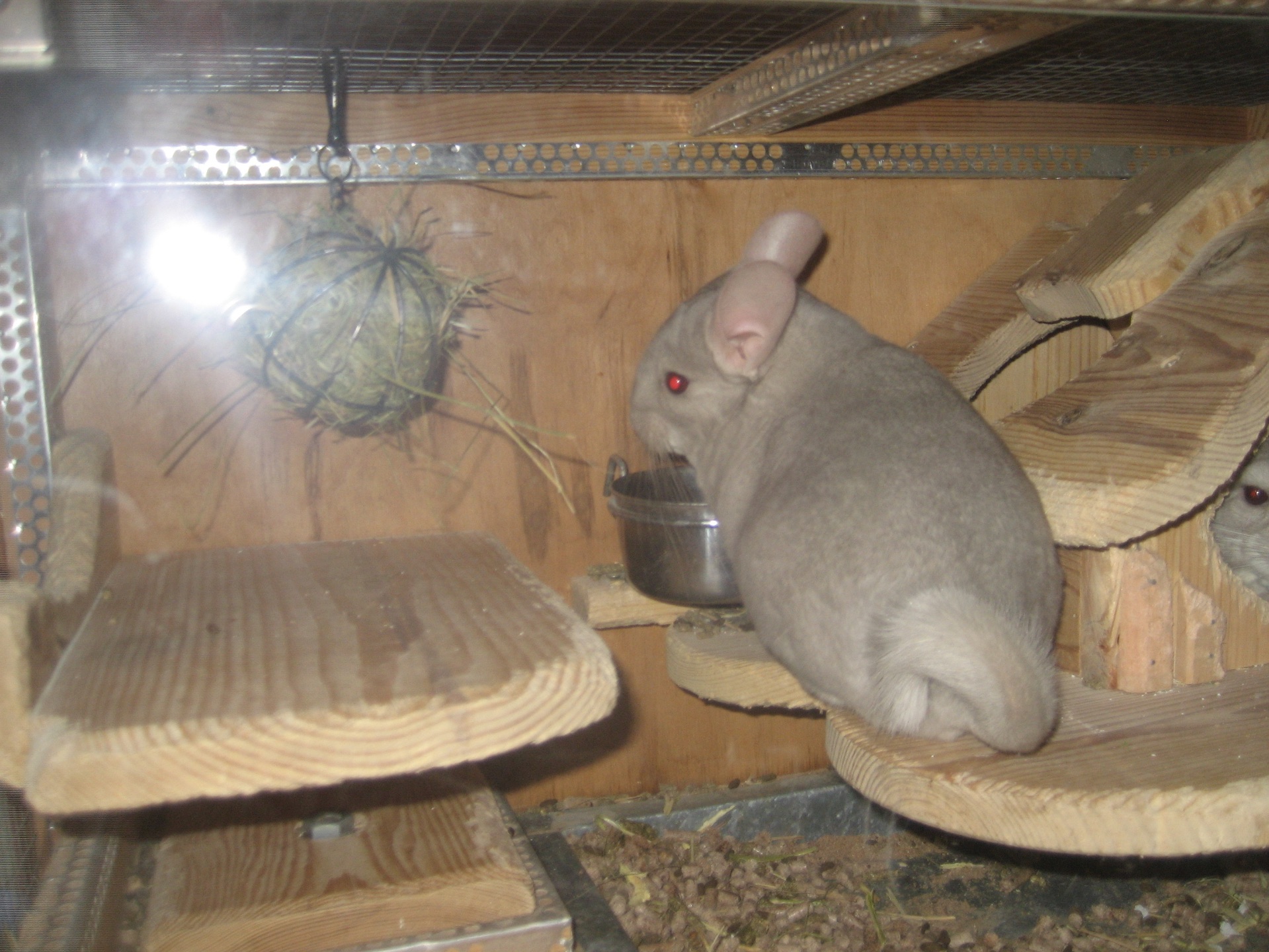 Бежевий фіолет хлопчик шиншила