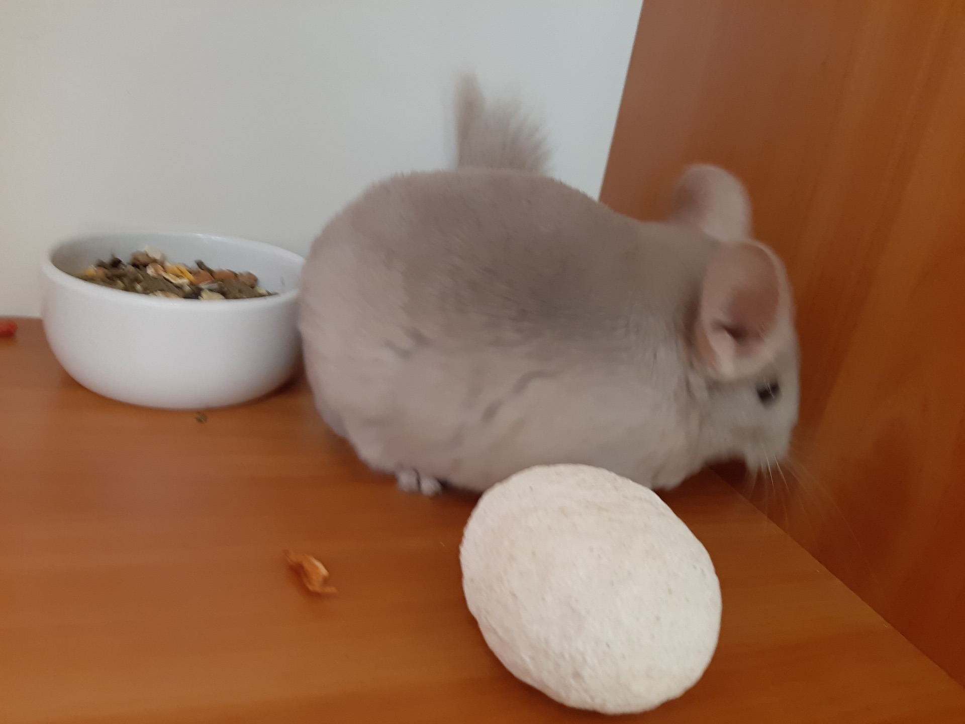 Бежевий фіолет хлопчик шиншила