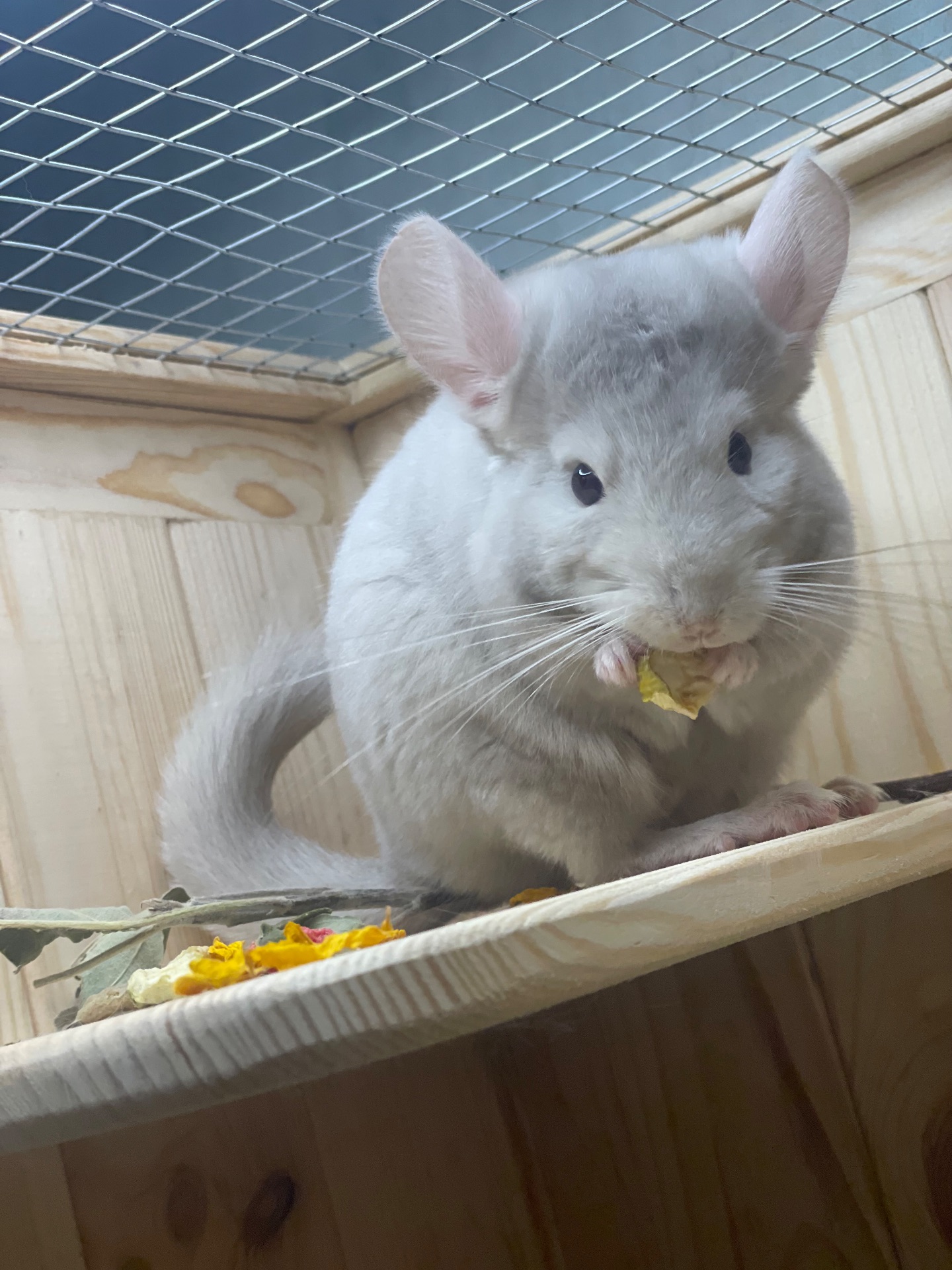 Бежевий фіолет хлопчик шиншила