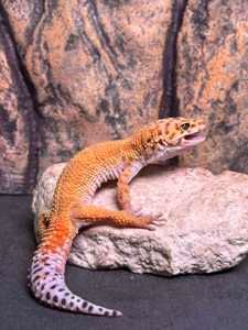 Эублефар пятнистый самцы и самки