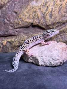 Эублефар пятнистый самцы и самки