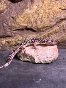 Эублефар пятнистый самцы и самки