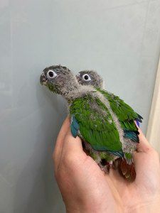 Ручной говорящий попугай пиррура птенец выкормышь