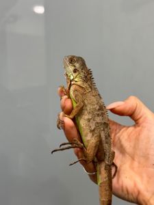 Червона або вогняна ігуана, зелена ігуана червона морфа, дракон