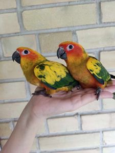 Самый яркий ручной попугай аратинга солнечный - ара в миниатюре