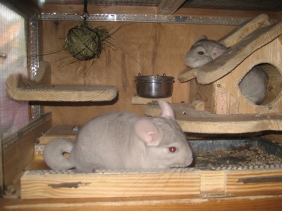 Бежевий фіолет хлопчик шиншила