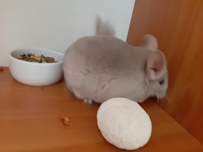 Бежевий фіолет хлопчик шиншила