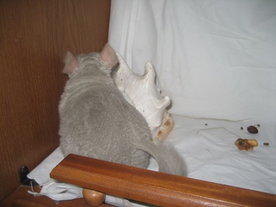 Бежевий фіолет хлопчик шиншила