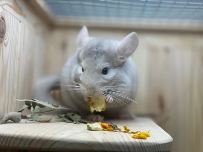 Бежевий фіолет хлопчик шиншила