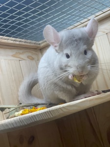 Бежевий фіолет хлопчик шиншила