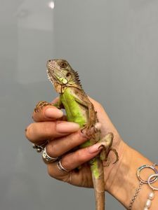 Червона або вогняна ігуана, зелена ігуана червона морфа, дракон