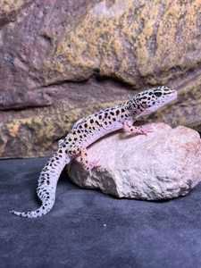 Эублефар пятнистый самцы и самки