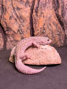 Эублефар пятнистый самцы и самки