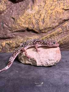 Эублефар пятнистый самцы и самки