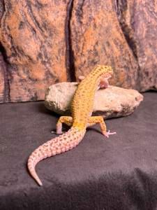 Эублефар пятнистый самцы и самки