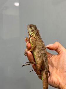 Червона або вогняна ігуана, зелена ігуана червона морфа, дракон