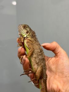 Червона або вогняна ігуана, зелена ігуана червона морфа, дракон