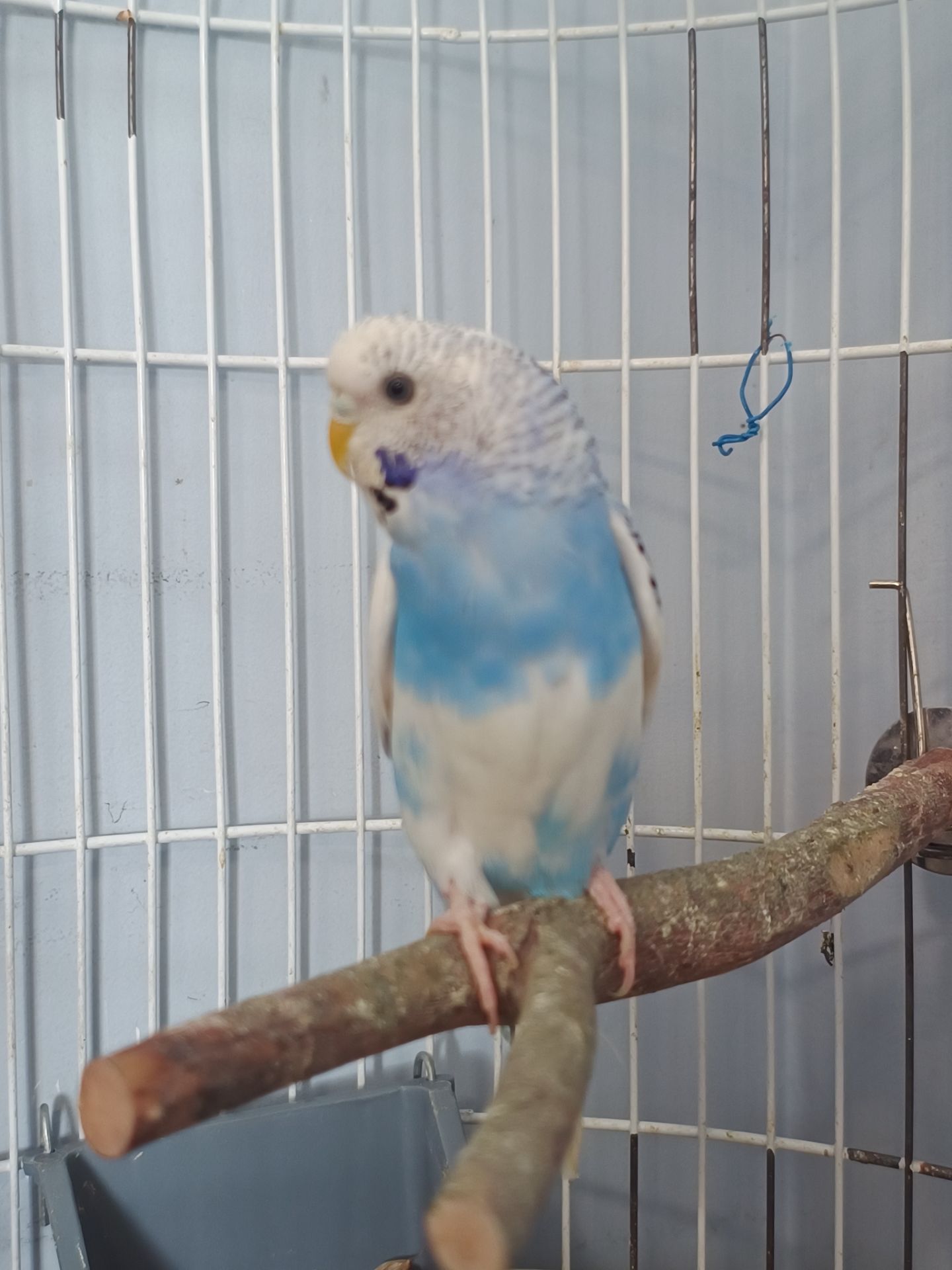 Хвиляста папужка