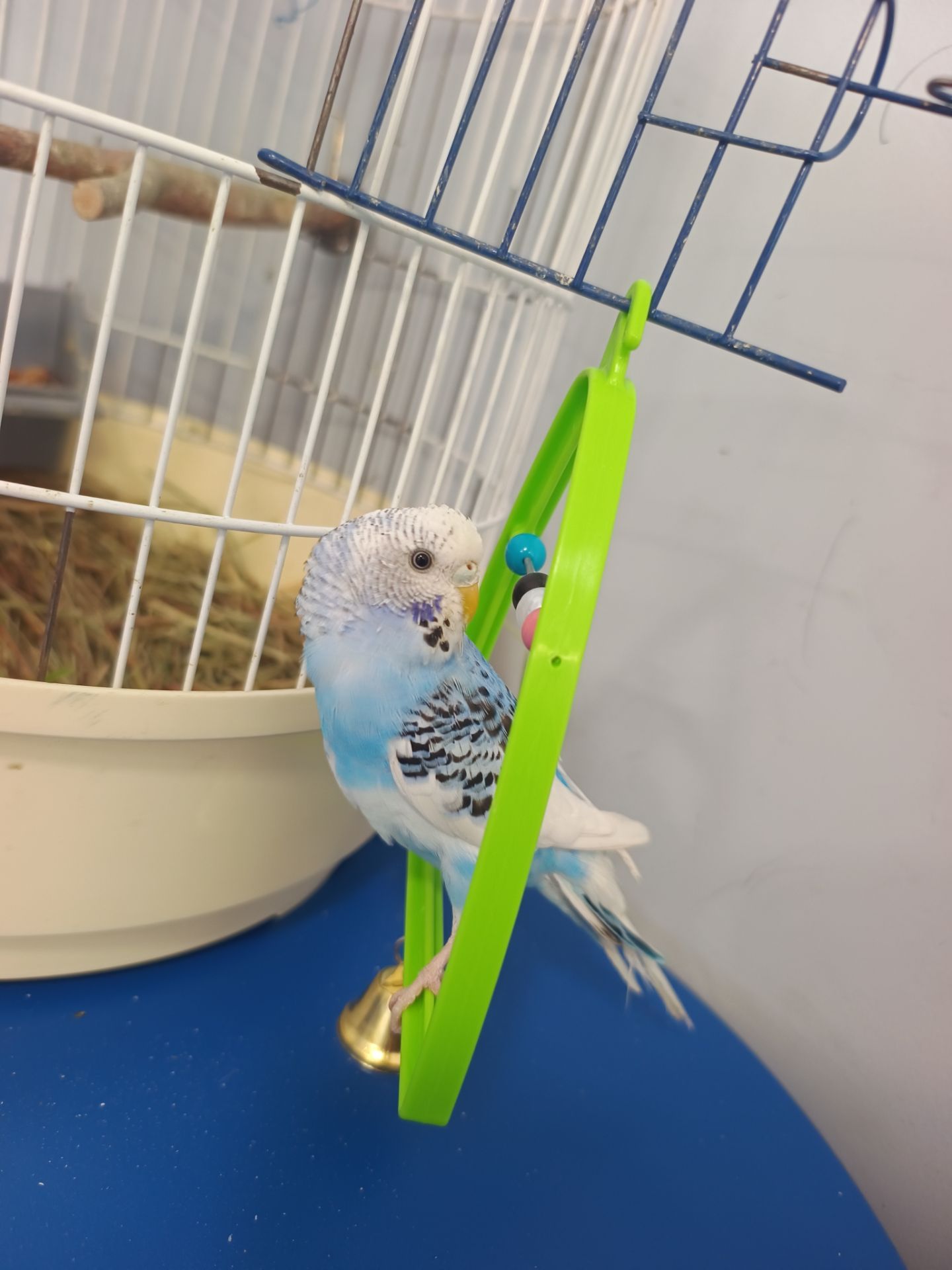 Хвиляста папужка