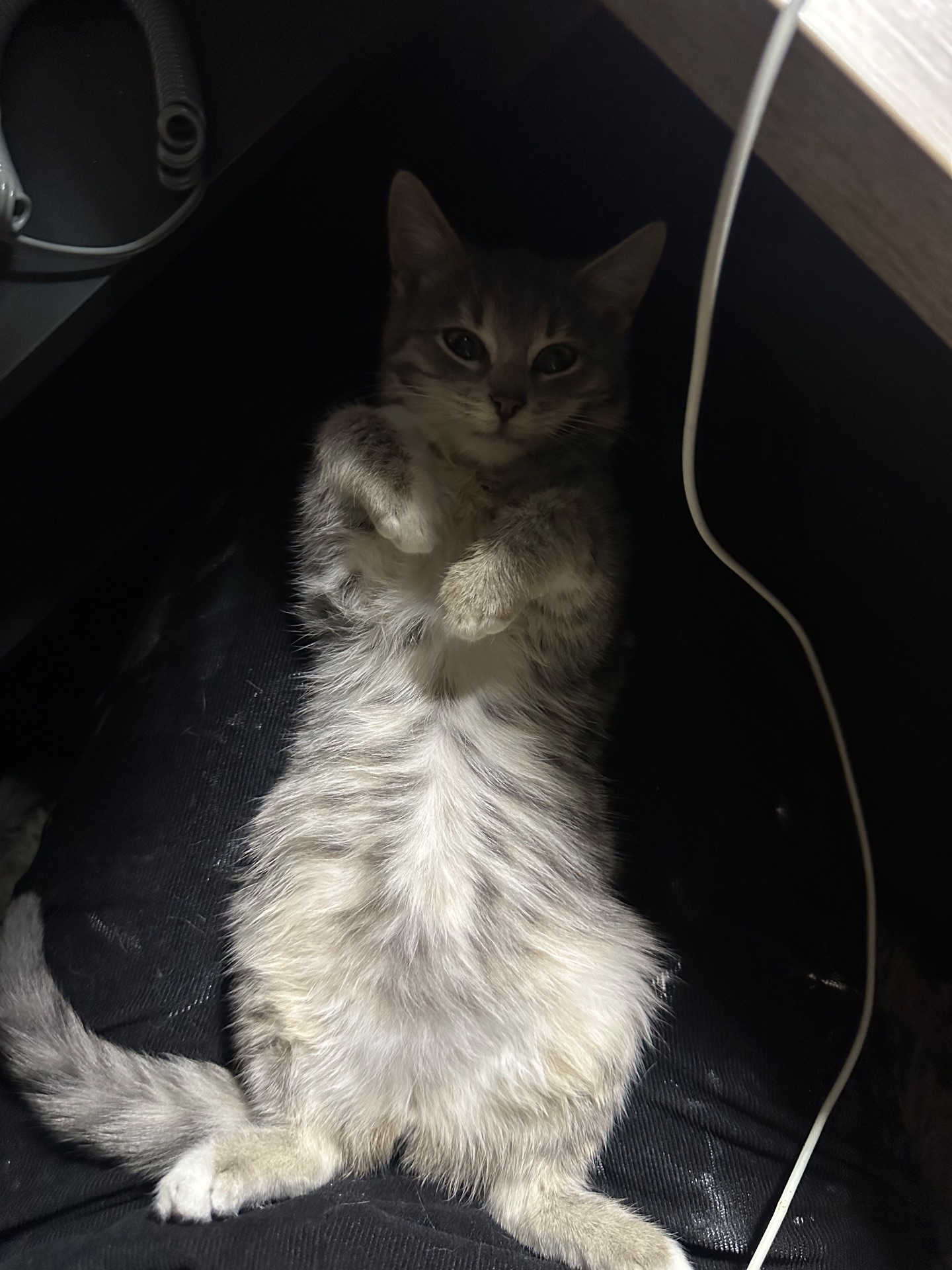 Шукає родину