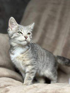 Шукає родину