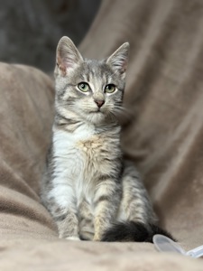 Шукає родину