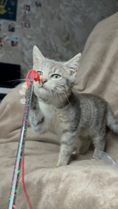 Шукає родину