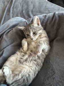 Шукає родину