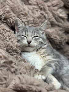 Шукає родину