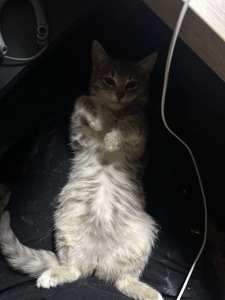 Шукає родину