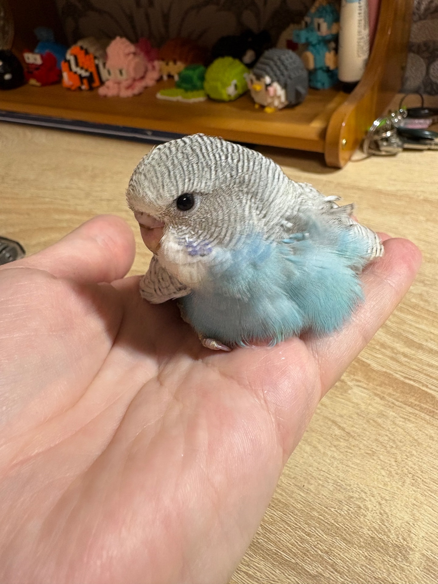 Хвилястичок хлопчик