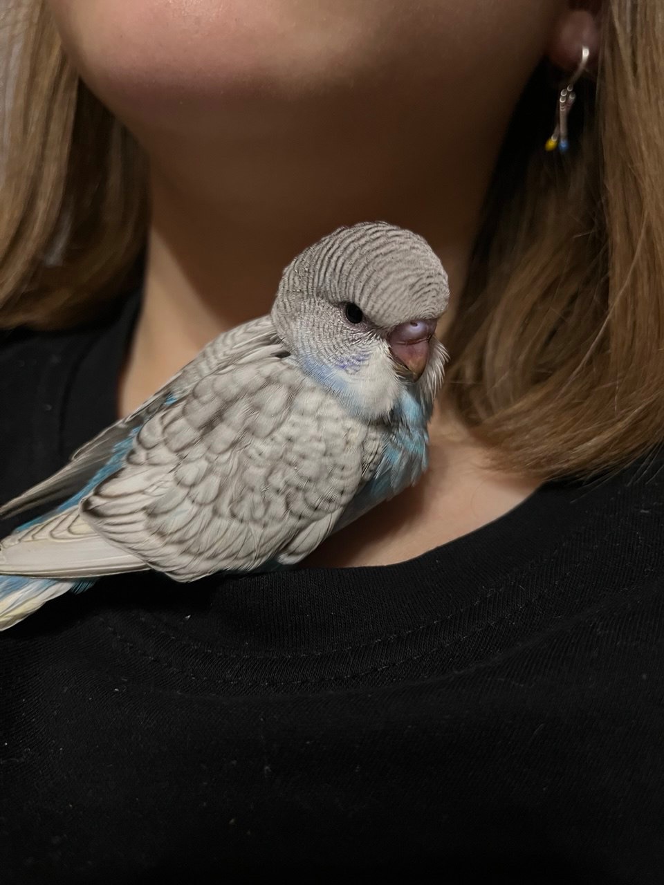 Хвилястичок хлопчик