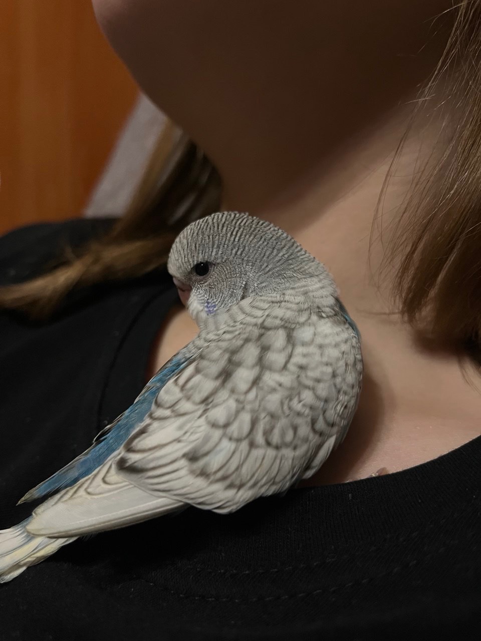 Хвилястичок хлопчик