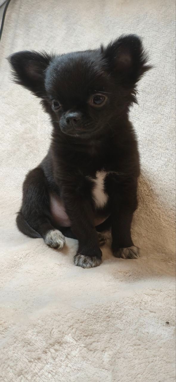 Шикарний хлопчик Атос